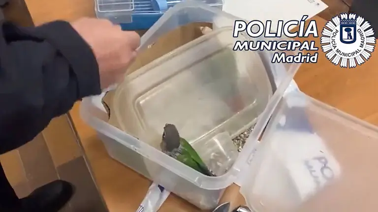 Rescatan a dos loros a punto de ser cocinados en un restaurante asiático de Usera - POLICÍA MUNICIPAL DE MADRID