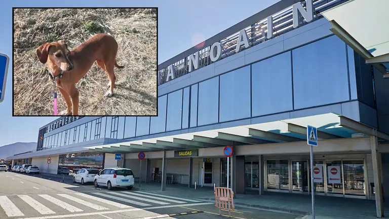 Txiki, la perrita que ha muerto en el Aeropuerto de No&aacute;in tras 20 d&iacute;as sin comida ni atenci&oacute;n.