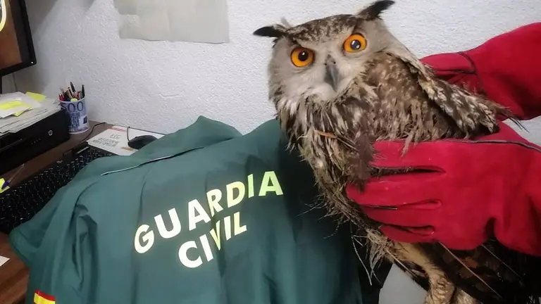Imagen del búho real. GUARDIA CIVIL DE NAVARRA