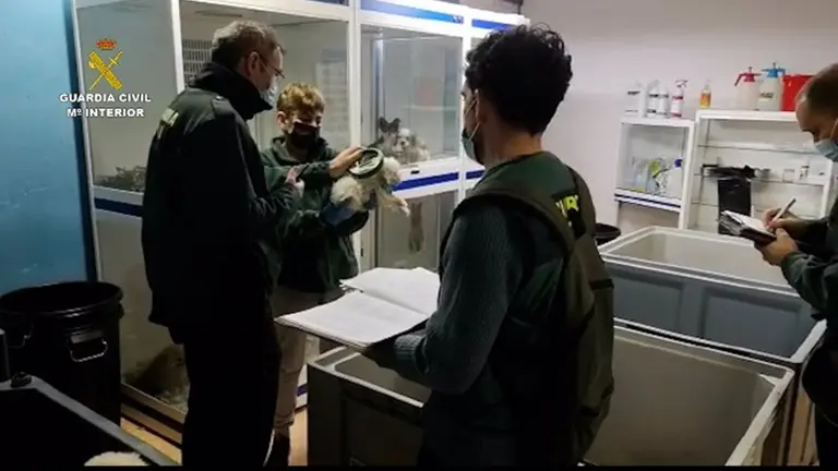 La Guardia Civil investiga a una empresa por comercialización ilícita de animales domésticos. EUROPA PRESS