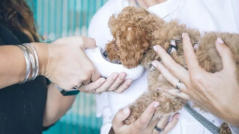 Dos veterinarios atienden a un perro en una clínica. ARCHIVO