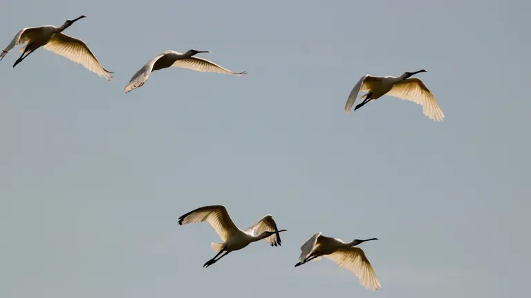 Varias grullas migrando. ARCHIVO