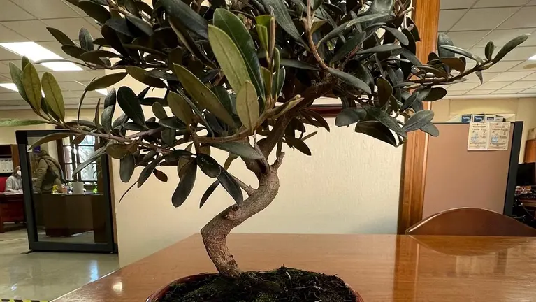Bonsai de la Red de Juderías de Estella. AYUNTAMIENTO DE ESTELLA