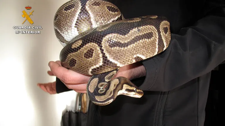 La Guardia Civil recupera un ejemplar de pitón real en la Cuenca de Pamplona. GUARDIA CIVIL