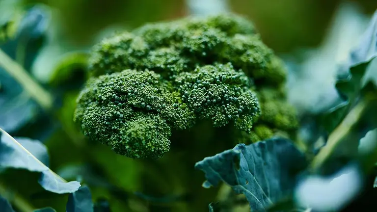 Brócoli. ARCHIVO