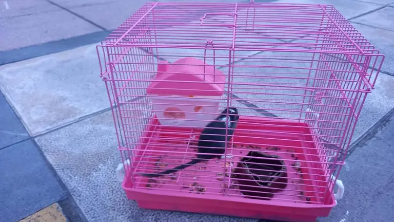 La mascota encontrada en contenedores de basura en Pamplona. POLIC&Iacute;A MUNICIPAL DE PAMPLONA