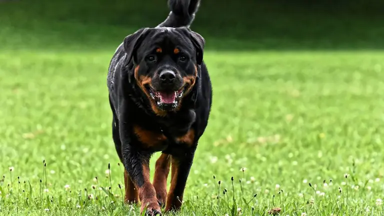 Imagen de archivo de un rottweiler ARCHIVO