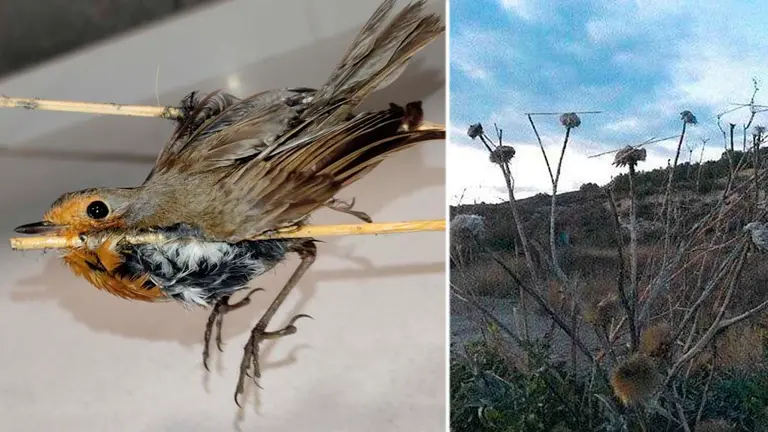 Investigado en Peralta por cazar pajarillos utilizando pegamento POLICÍA FORAL