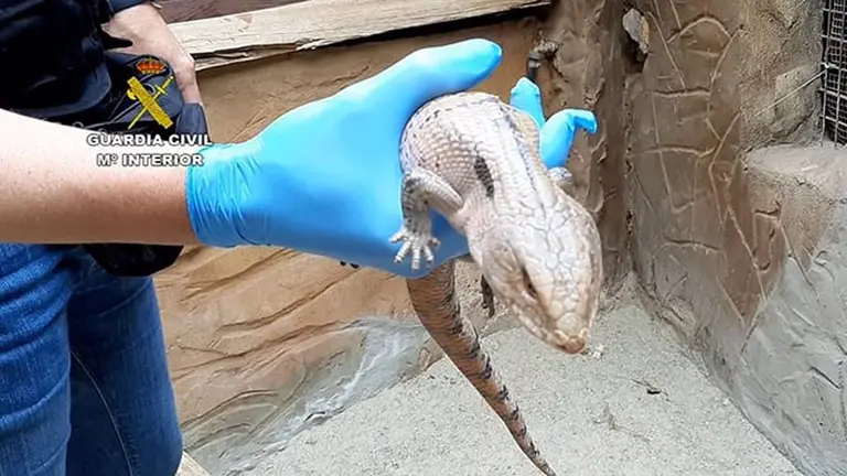 Caimán enano encontrado en la finca. GUARDIA CIVIL