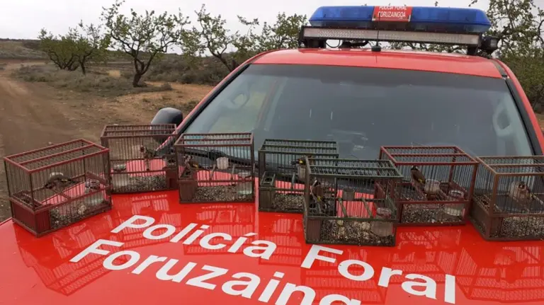 Denunciado en Cintruénigo por mantener en cautividad jilgueros silvestres. POLICÍA FORAL