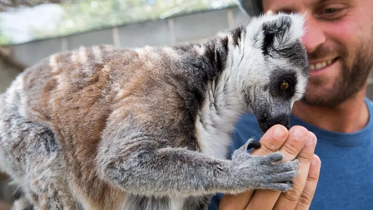 Un hombre sujeta a un lémur. SENDAVIVA