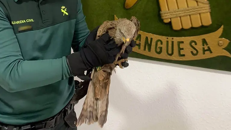 Un agente de la Guardia Civil con el milano herido - GUARDIA CIVIL