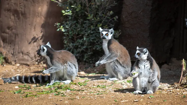 Lémures en el nuevo recinto de Sendaviva. CEDIDA