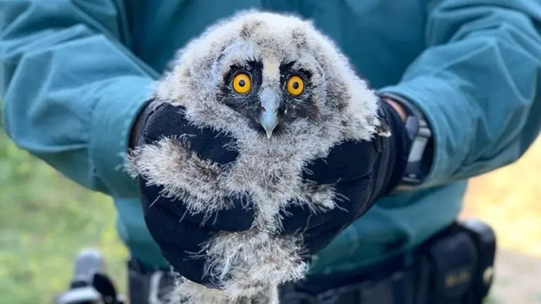 El búho chico encontrado.
SOCIEDAD ESPAÑA EUROPA NAVARRA
GUARDIA CIVIL DE NAVARRA