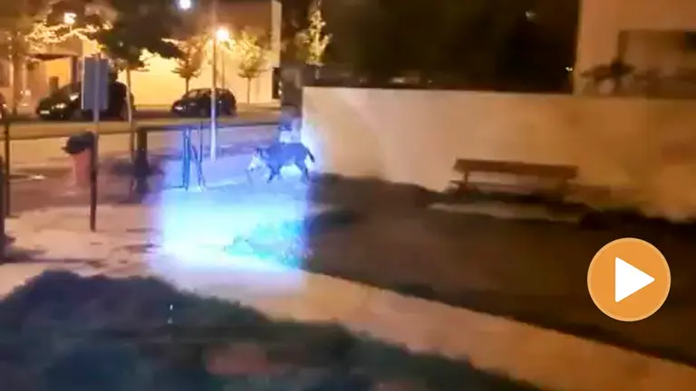 Jabali en las calles de Pamplona POLICÍA MUNICIPAL DE PAMPLONA