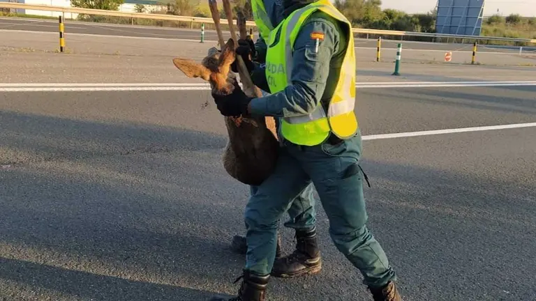 Agentes de la Guardia Civil rescatan a un corza en la autopista. GUARDIA CIVIL DE NAVARRA