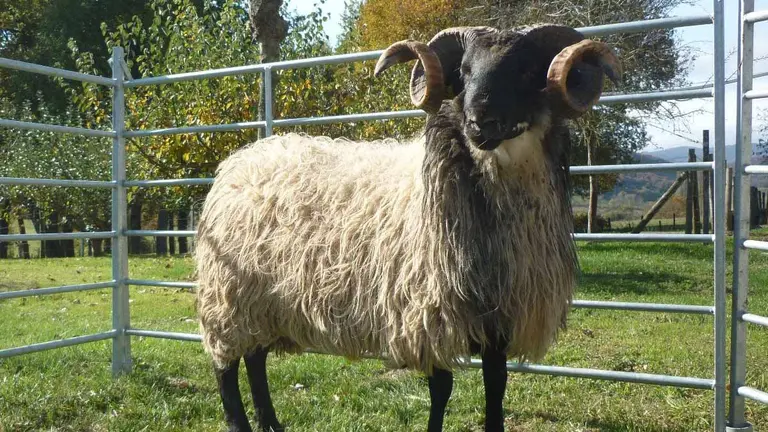 Un  pueblo navarro subasta este próximo domingo 34 carneros de raza lacha. INTIA