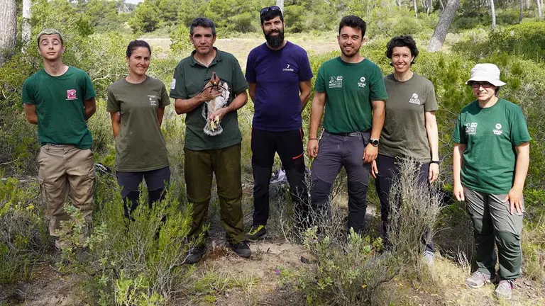 La Conselleria de Medio Ambiente y Territorio da dos águilas de Bonelli a Navarra para mejorar su población - CAIB