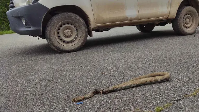 El Guarderío de Medio Ambiente ha recogido un ejemplar adulto de culebra bastarda. GUARDERÍO DE MEDIO AMBIENTE