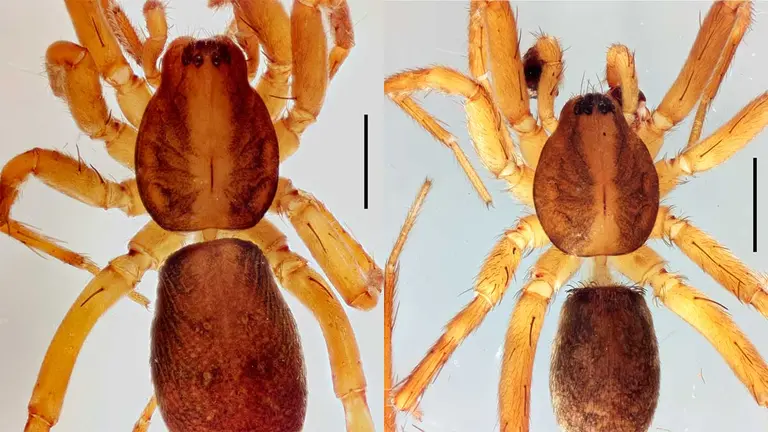 Así es Agroeca istia, la nueva especie descubierta y documentada para la ciencia en Navarra. CEDIDA
