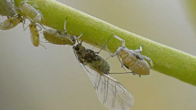 El Brevicoryne brassicae, más conocido como pulgón de la col, está muy presente estos días de primavera. RASBAK.
