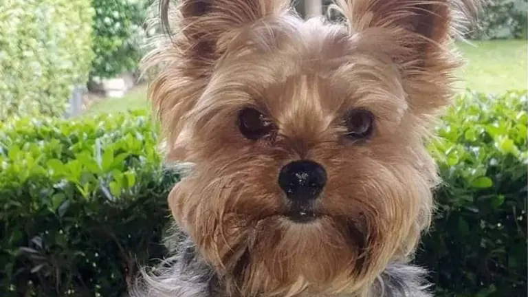 'Hiru' ha sido localizado en Villatuerta. CEDIDA