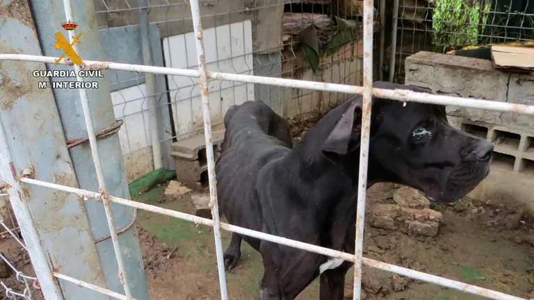 El investigado mantenía a tres perros en muy malas condiciones. GUARDIA CIVIL