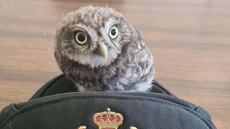 Los agentes localizaron al autillo en Olite. GUARDIA CIVIL