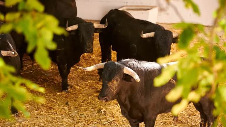 Novillos de la ganadería Pincha que serán lidiados el próximo día 5 de julio durante las fiestas de San Fermín 2022. PABLO LASAOSA