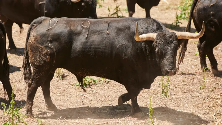 El toro ‘Comisario’ (nº97) de la ganadería de Fuente Ymbro (8 de julio) y de 575 kilos de peso en los corrales del Gas de Pamplona. PABLO LASAOSA