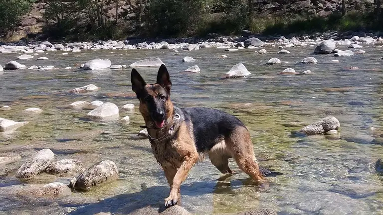Los perros actuales descienden de dos poblaciones de lobos diferentes. CEDIDA