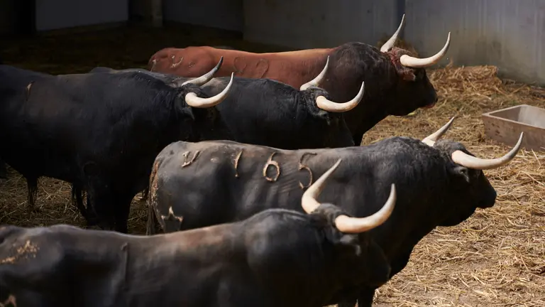 Toros de Jandilla que serán lidiados el 12 de julio durante las fiestas de San Fermín 2022. PABLO LASAOSA