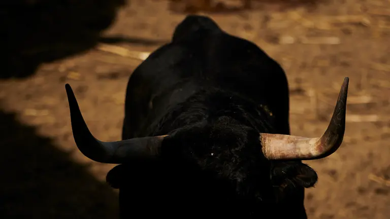 Toros de Victoriano del Río que serám lidiados el 13 de julio durante las fiestas de San Fermín 2022. PABLO LASAOSA