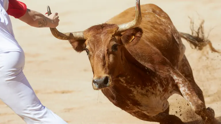 Gran Concurso Nacional de Anillas con vacas de Marcén en la Plaza de Toros de Pamplona durante las fiestas de San Fermín 2022. IÑIGO ALZUGARAY