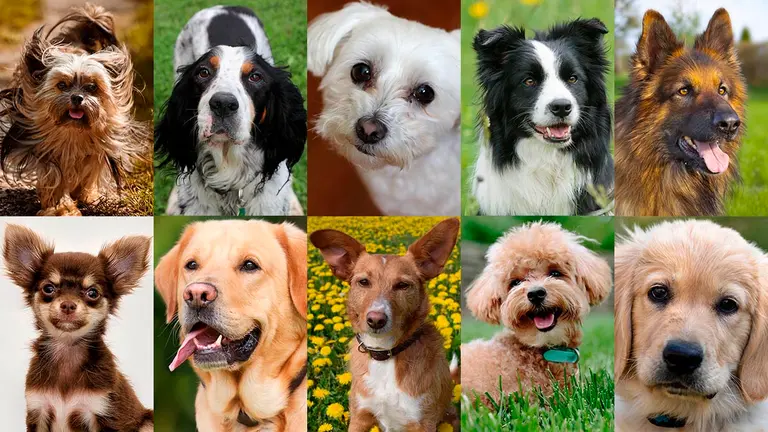 Las razas de perros más populares en Pamplona. CEDIDA