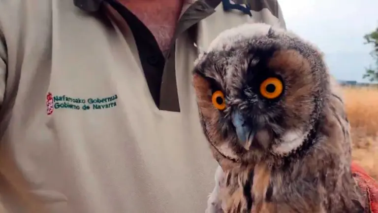 Uno de los tres Búhos chicos liberados tras recuperarse en el centro de Recuperación de la Fauna Silvestre de Ilundáin. GUARDERÍO DE MEDIOAMBIENTE.