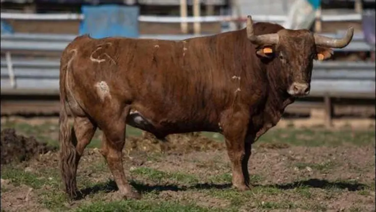 Toros de Casta Navarra de la ganadería de Miguel Reta que serán lidiados el sábado 6 de agosto en la plaza de toros de Estella.