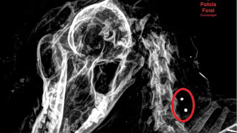 Imagen de una radiografía realizada al cadáver del perro que muestra los perdigones. CEDIDA