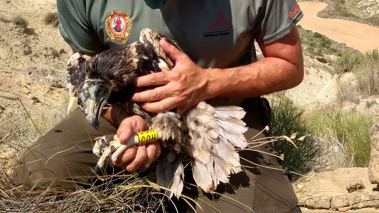 Se han anillado 17 pollos de alimoche en julio. CEDIDA