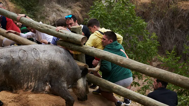 Tercer encierro de las fiestas del Pilón 2022 de Falces con vacas de Teodoro Vergara. PABLO LASAOSA