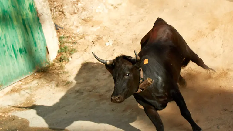 Cuarto encierro del Pilón de las Fiestas de Falces 2022 con vaquillas de la ganadería de Lastur de Iziar. IÑIGO ALZUGARAY