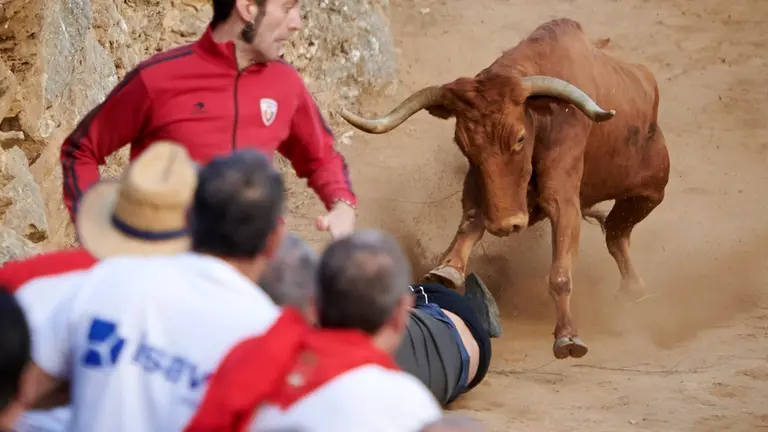 Quinto encierro de las fiestas del Pilón de Falces 2022 con vacas de Hípica Zahorí. PABLO LASAOSA