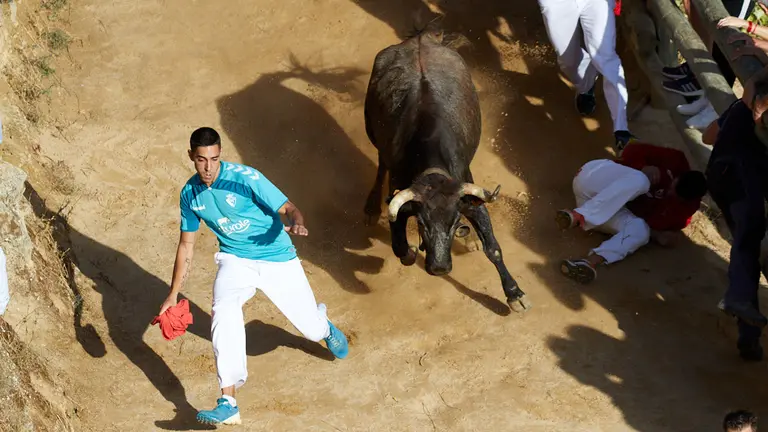 Sexto encierro del Pilón de las Fiestas de Falces 2022 con vaquillas de la ganadería de Eulogio Mateo. IÑIGO ALZUGARAY