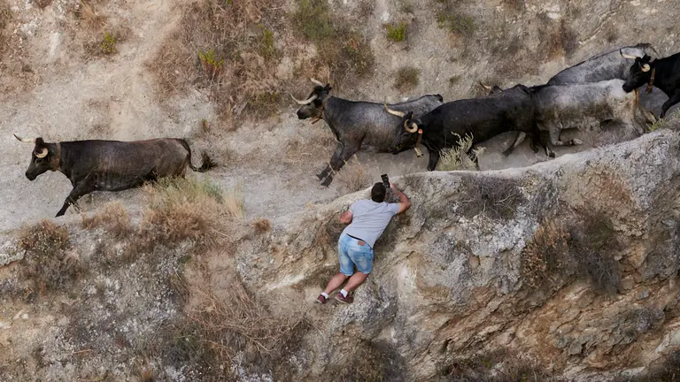 Sexto encierro de las fiestas del Pilón de Falces 2022 con vacas de Eulogio Mateo. PABLO LASAOSA