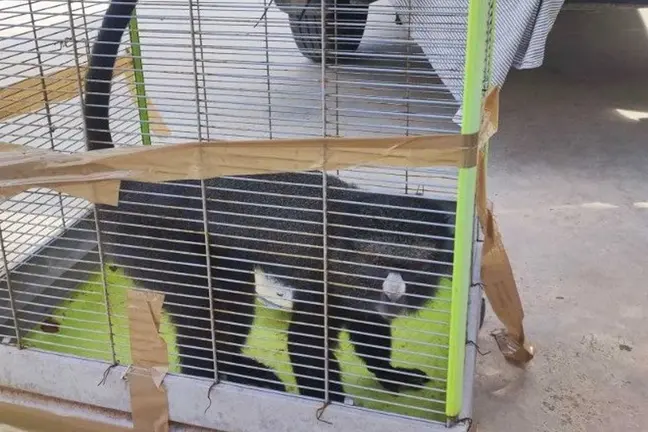 Ejemplar de mono de nariz blanca rescatado por el Seprona en Sitges. GUARDIA CIVIL