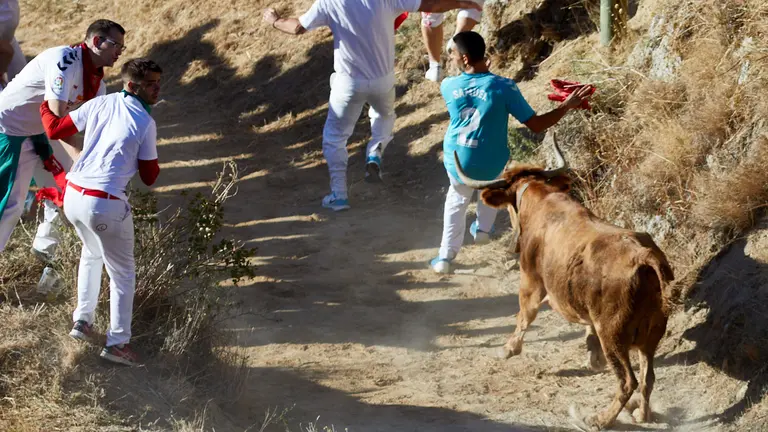 Séptimo encierro del Pilón de las Fiestas de Falces 2022 con vaquillas de la ganadería de Manolo Merino. IÑIGO ALZUGARAY