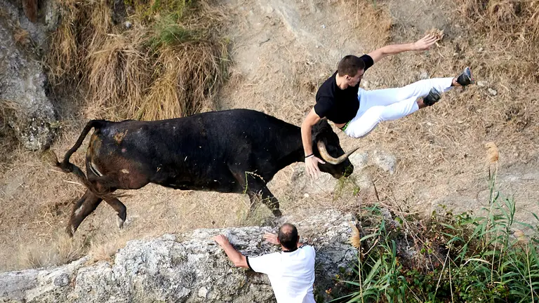 Último encierro de las fiestas del Pilón 2022 de Falces con vacas de Teodoro Vergara. PABLO LASAOSA