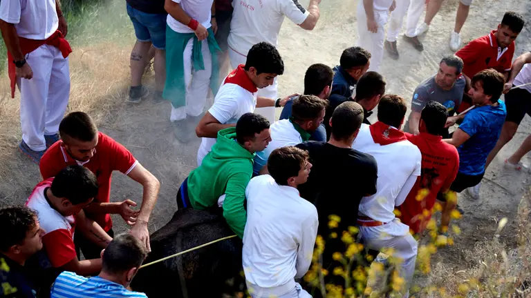 Octavo encierro del Pilón de Falces 2022 con vacas de Teodoro Vergara. IRANZU LARRASOAÑA