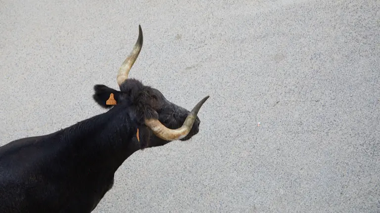 Octavo encierro del Pilón de las Fiestas de Falces 2022 con vaquillas de la ganadería de Teodoro Vergara de Falces. IÑIGO ALZUGARAY
