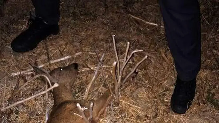 Cazó una hembra de corzo en temporada de veda. CEDIDA